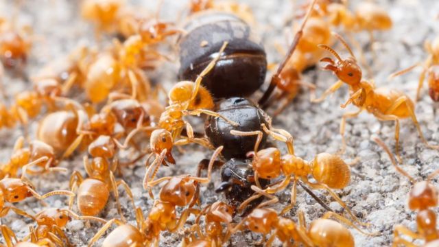 Hormiga reina con otras hormigas