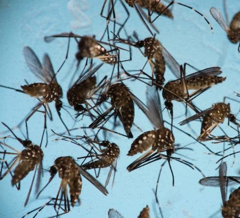 En América se libra una ardua lucha contra el dengue.