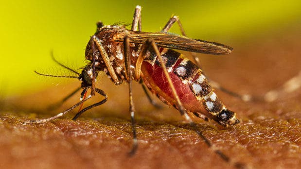 Mosquito que transmite el dengue: