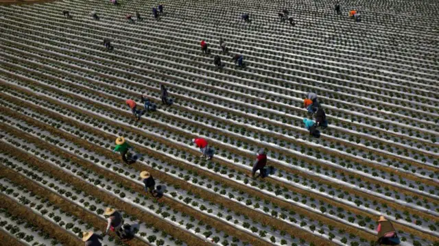 Trabajadores agrícolas